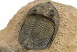 Excellent Zlichovaspis Trilobite - Lghaft, Morocco #310516-4